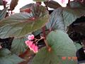 Begonia corallina